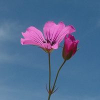 Jalokurjenpolvi 'Patricia'