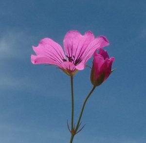 Jalokurjenpolvi 'Patricia'